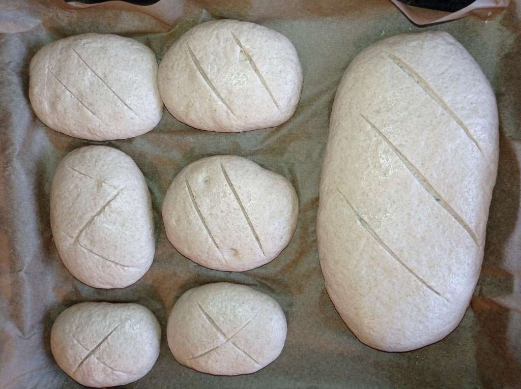 Six small loaves and one bread in pan after 30-minute rest, scored, ready for baking