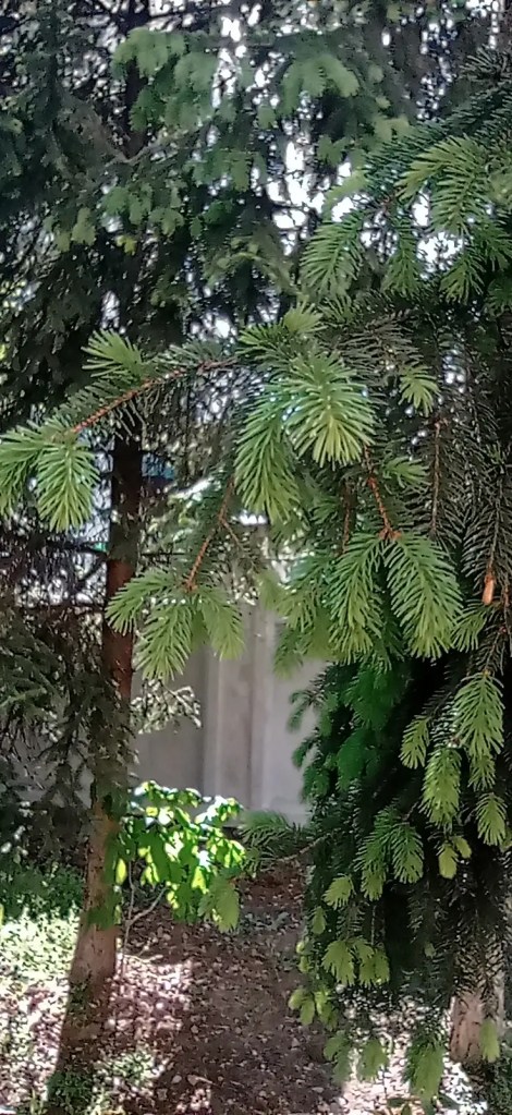 Close-up of young fir buds on a branch, perfect for homemade syrup and spring remedies