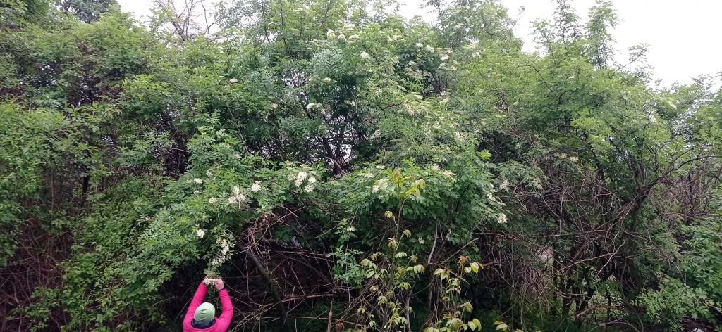 A person harvesting elderflowers from a wild elder tree in a green forest area