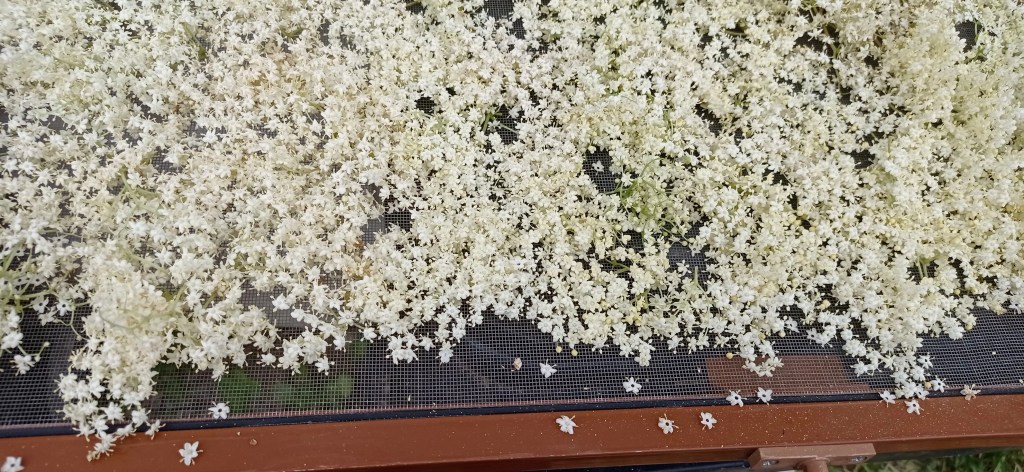 Fresh elderflowers spread evenly on a mesh drying tray, ready for preserving as herbal tea.