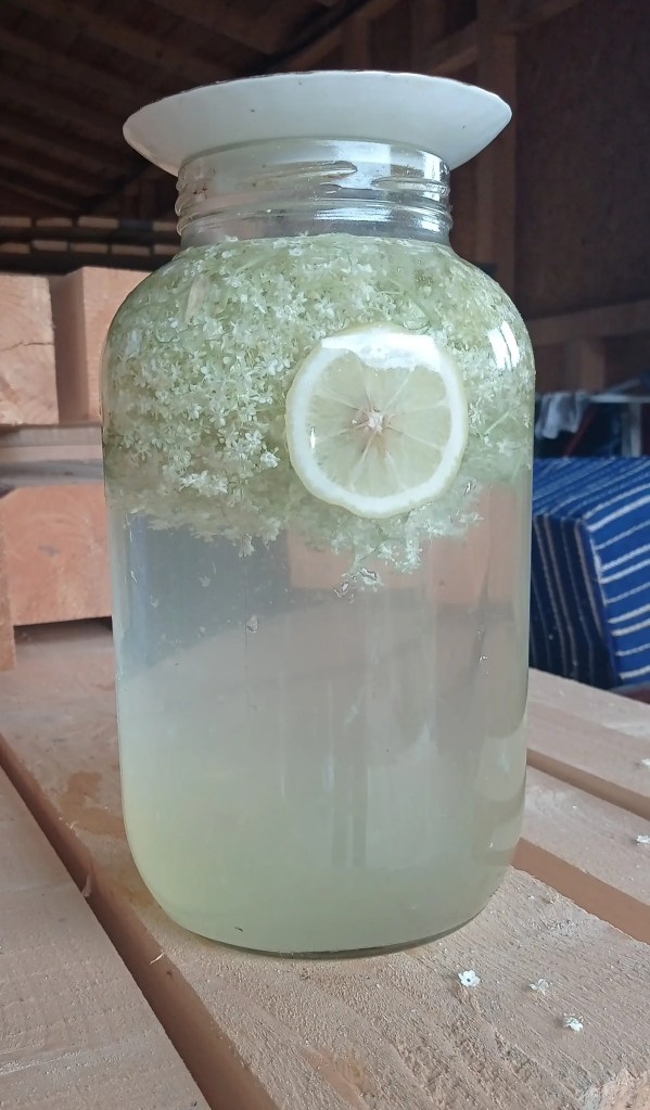 Traditional elderflower soda in a large glass jar with floating lemon slice and flowers, slowly fermenting.