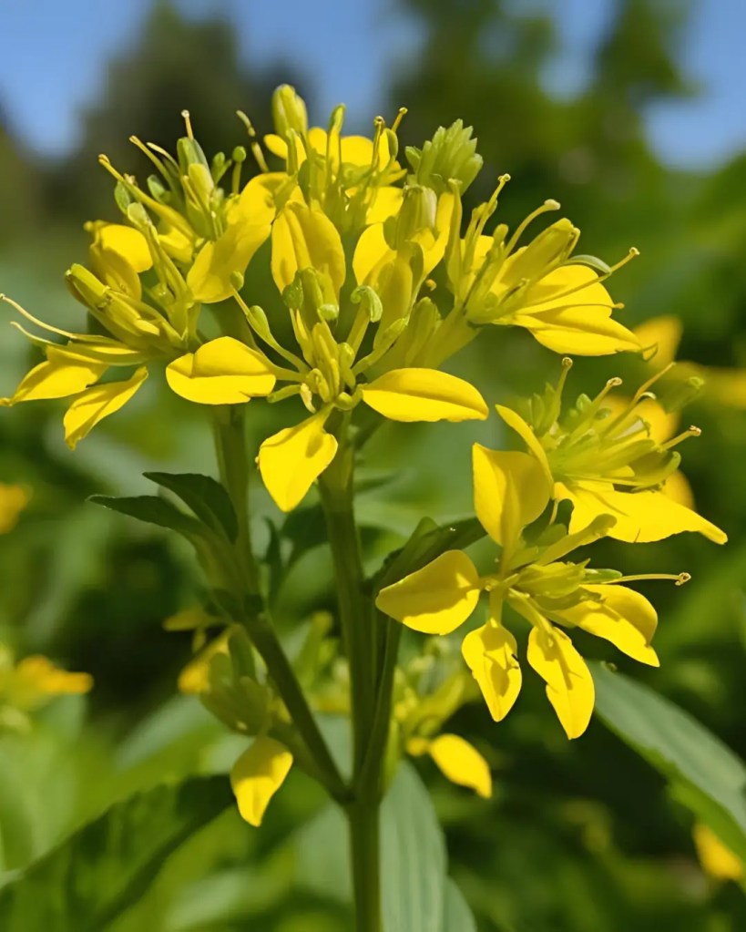 Bright yellow St. Johnās Wort flowers in warm sunlight, showcasing delicate petals and stamens