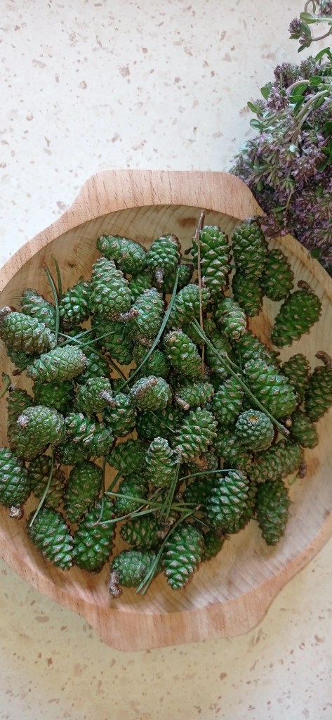 A wooden bowl filled with freshly picked young green fir cones, prepared for homemade syrup