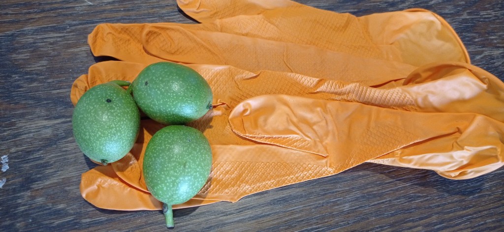 Three whole green walnuts placed on orange kitchen gloves, on a rustic wooden table