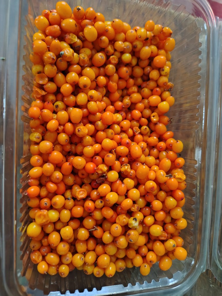 Freshly picked wild sea buckthorn berries in a clear container, showing vibrant orange color and natural imperfections typical of wild harvest.