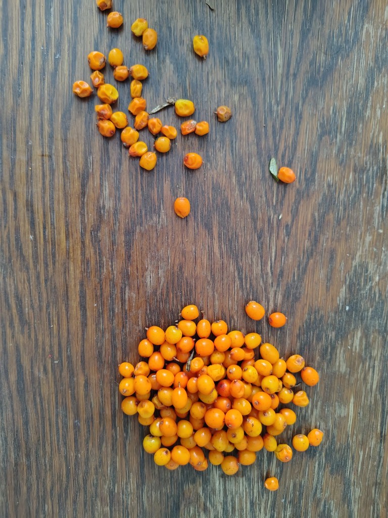Sea buckthorn berries sorted on a wooden table into healthy, firm berries and damaged or overripe ones.