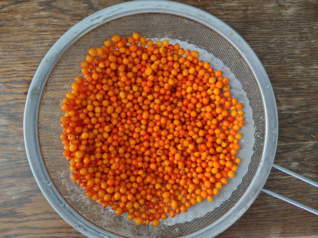 Fresh sea buckthorn berries rinsed and draining in a metal sieve over a wooden surface.