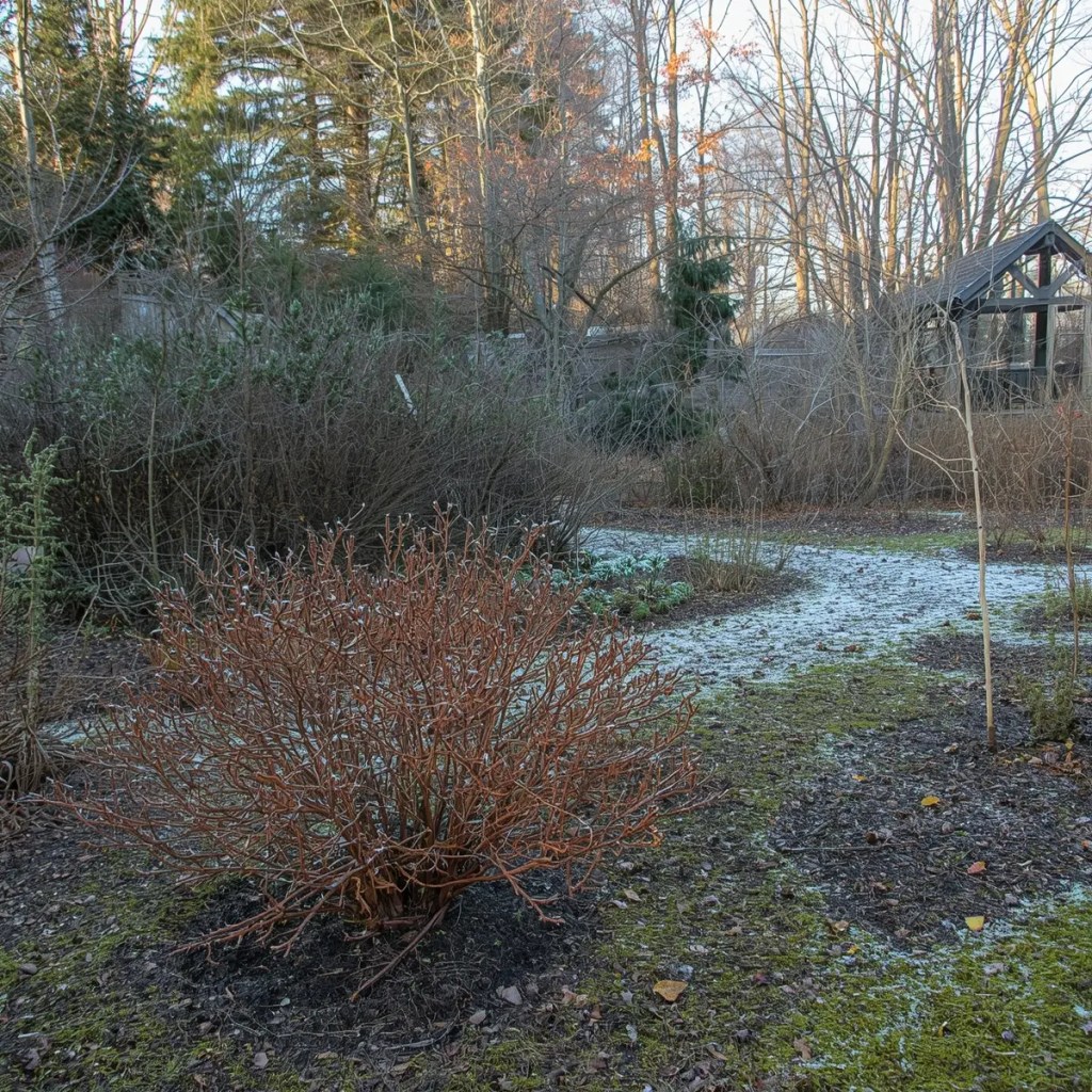 A peaceful winter garden with mulched beds and protected plants under light frost.